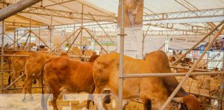 Foto: Feria Ganadera en Managua, Nicaragua / TN8
