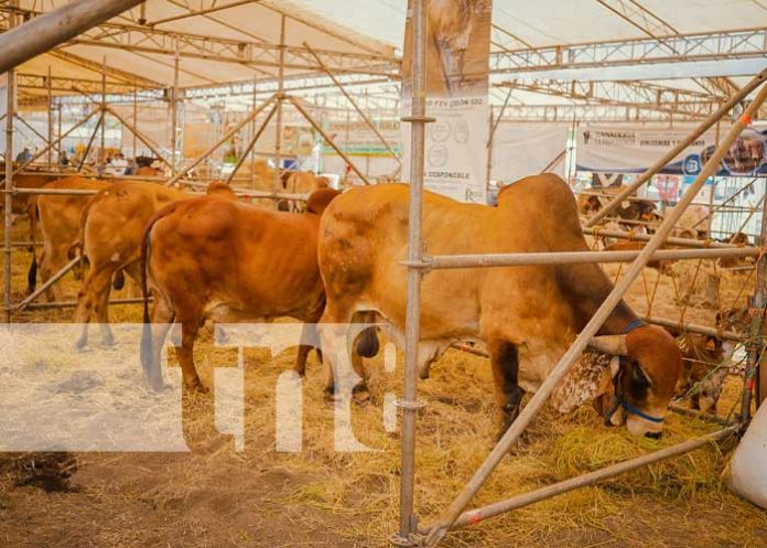 fer-gan-2 Foto: Feria Ganadera en Managua, Nicaragua / TN8