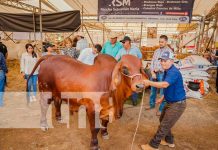 La Feria Ganadera Managua 2023: el epicentro del agro en Nicaragua Foto: Feria Ganadera en Managua, Nicaragua / TN8