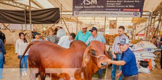 Foto: Feria Ganadera en Managua, Nicaragua / TN8