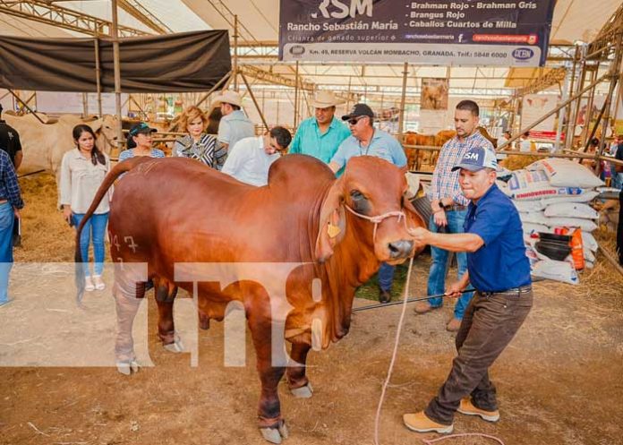 fer-gan-4 Foto: Feria Ganadera en Managua, Nicaragua / TN8