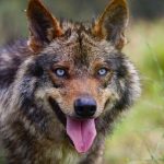 El lobo se ha extinguido en el sur de España