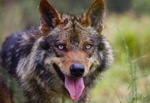 El lobo se ha extinguido en el sur de España