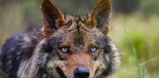 El lobo se ha extinguido en el sur de España