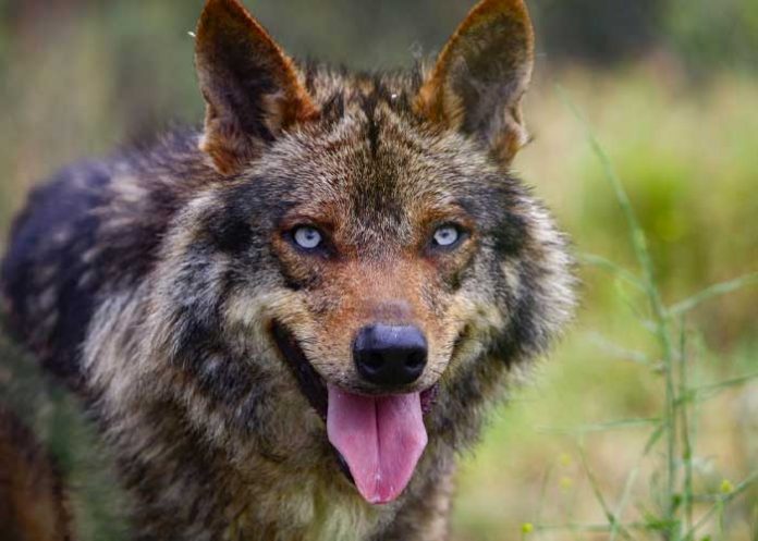 El lobo se ha extinguido en el sur de España