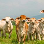 Hato Bovino muestra crecimiento según estudio anual del Ministerio Agropecuario Hato Bovino muestra crecimiento según estudio anual del Ministerio Agropecuario