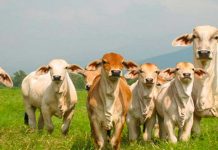 Hato Bovino muestra crecimiento según estudio anual del Ministerio Agropecuario