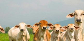 Hato Bovino muestra crecimiento según estudio anual del Ministerio Agropecuario