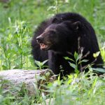 «Escalofriante» Oso ataca a niño de 7 años en su patio trasero en Nueva York Oso ataca a un niño de 7 años en Nueva York