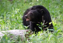 Oso ataca a un niño de 7 años en Nueva York
