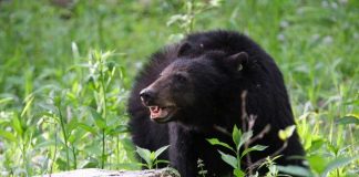 Oso ataca a un niño de 7 años en Nueva York