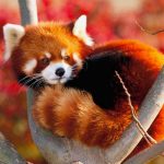 Sorprendente llegada: Nacen dos pandas rojos en parque de animales de Francia Nacen dos pandas rojos en Francia