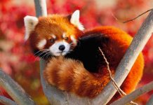 Nacen dos pandas rojos en Francia