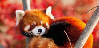 Nacen dos pandas rojos en Francia