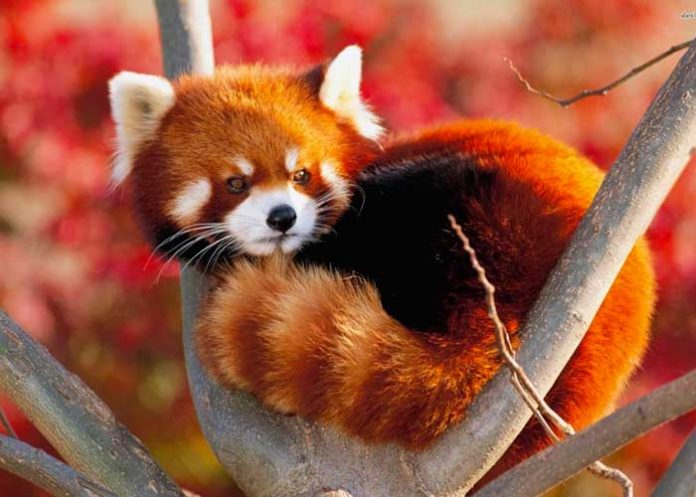 Nacen dos pandas rojos en Francia