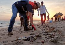 ¡De espanto! Peces muertos aparecen en una playa en México (FOTOS) Foto: Peces muertos en playa de México
