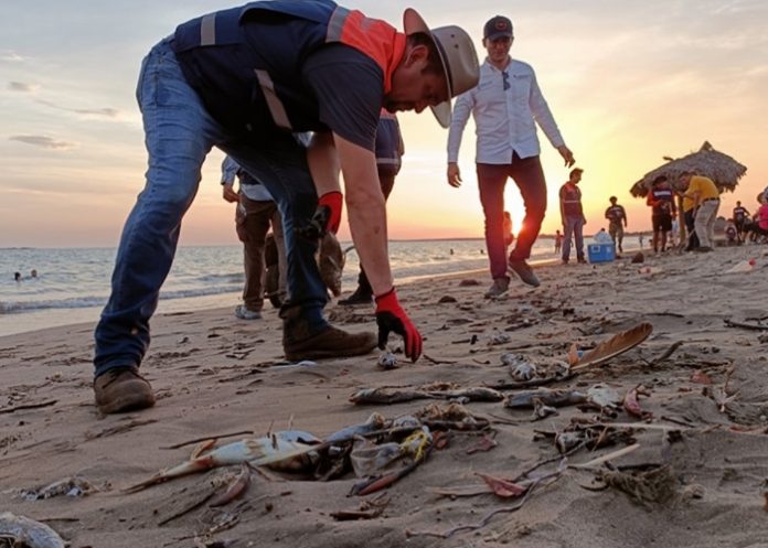 Foto: Peces muertos en playa de México