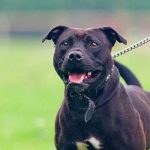 Niño de 10 años es mutilado por un perro en Gales