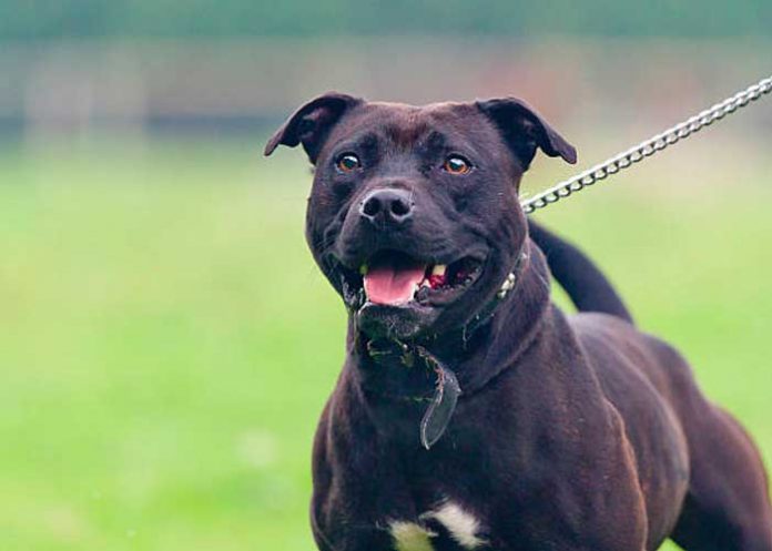 Niño de 10 años es mutilado por un perro en Gales