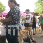 ¡Peluditos sin rabia! Arranca jornada en Managua de vacunación canina Foto: Jornada de vacunación contra la rabia para canes en Managua / TN8