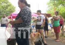¡Peluditos sin rabia! Arranca jornada en Managua de vacunación canina Foto: Jornada de vacunación contra la rabia para canes en Managua / TN8