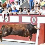  Muere tras ser embestido por un toro en Perú