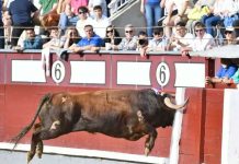 Brutal ataque en corrida: Muere al ser embestido por un toro en Perú Muere tras ser embestido por un toro en Perú