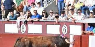  Muere tras ser embestido por un toro en Perú