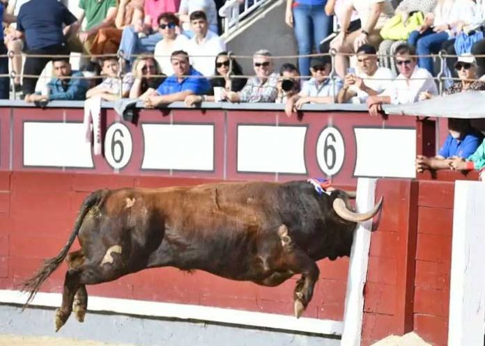  Muere tras ser embestido por un toro en Perú