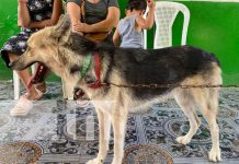 En Chinandega ya arrancó la jornada contra la rabia en mascotas Foto: Vacuna contra la rabia canina en Chinandega / TN8