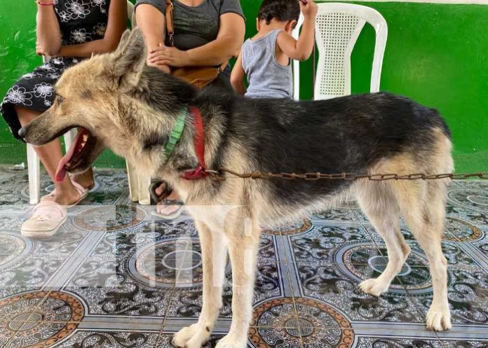 Foto: Vacuna contra la rabia canina en Chinandega / TN8