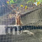 El nuevo rostro del Zoológico Nacional estará el 28 de agosto Foto: Limpieza en el Zoológico Nacional / TN8