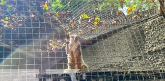 Foto: Limpieza en el Zoológico Nacional / TN8