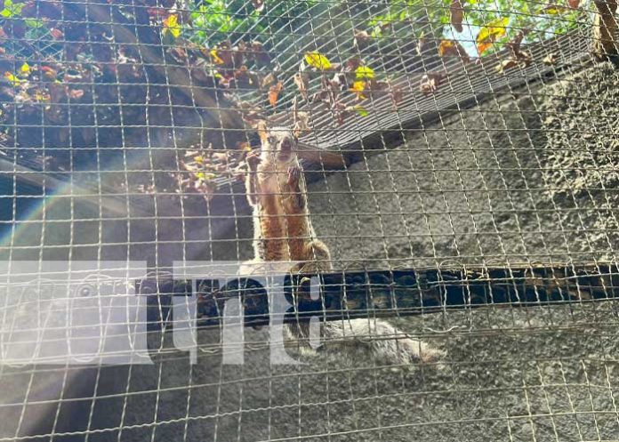 zoolo-2 Foto: Limpieza en el Zoológico Nacional / TN8