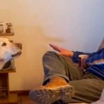 Foto: bandido perrito quita a su dueño del sillón para tomar su lugar / cortesía