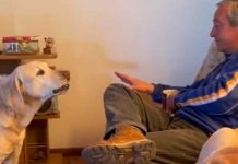 Foto: bandido perrito quita a su dueño del sillón para tomar su lugar / cortesía