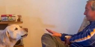 Foto: bandido perrito quita a su dueño del sillón para tomar su lugar / cortesía