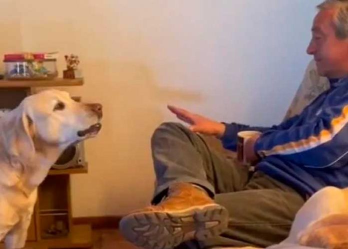 1 Foto: bandido perrito quita a su dueño del sillón para tomar su lugar / cortesía