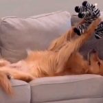 La ternura se apodera de TikTok: Perrito y su peluche se vuelven viral