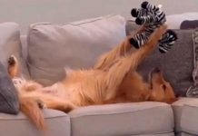 La ternura se apodera de TikTok: Perrito y su peluche se vuelven viral La ternura se apodera de TikTok: Perrito y su peluche se vuelven viral