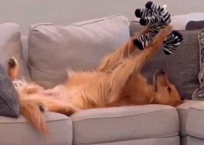 1 La ternura se apodera de TikTok: Perrito y su peluche se vuelven viral