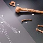 ¡Increíble! Descubren 54 restos neandertales en un museo de España Foto: Descubrimientos en España /cortesía