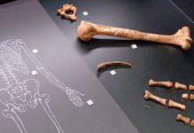 ¡Increíble! Descubren 54 restos neandertales en un museo de España Foto: Descubrimientos en España /cortesía