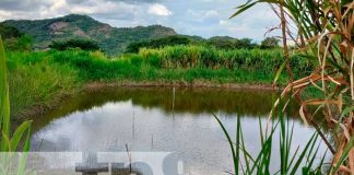 Foto: Cosecha de Agua: Transformando la vida en el Norte de Nicaragua / TN8