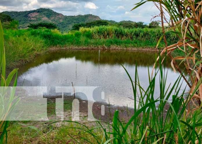 Foto: Cosecha de Agua: Transformando la vida en el Norte de Nicaragua / TN8