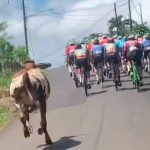 ¿Y vos cuando flojo? Vaca "chivirisca" se une al maratón para bajar de peso