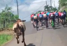 ¿Y vos cuando flojo? Vaca «chivirisca» se une al maratón para bajar de peso ¿Y vos cuando flojo? Vaca "chivirisca" se une al maratón para bajar de peso