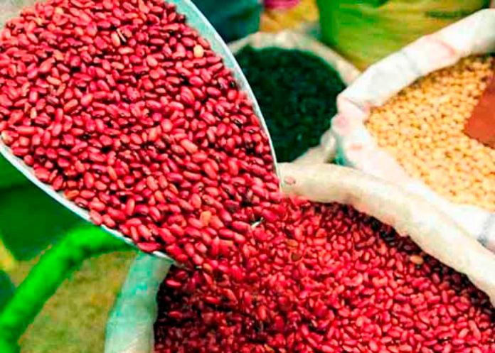 1 Nicaragua con buena salida de cosecha de frijol de primera 2023