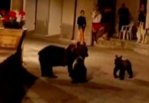 Sin piedad: Dispara a osa parda frente a sus crías en Italia