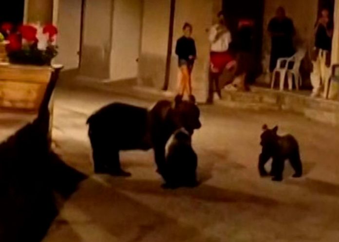 Sin piedad: Dispara a osa parda frente a sus crías en Italia